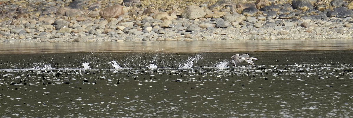 Yellow-billed Loon - Karen Henderson