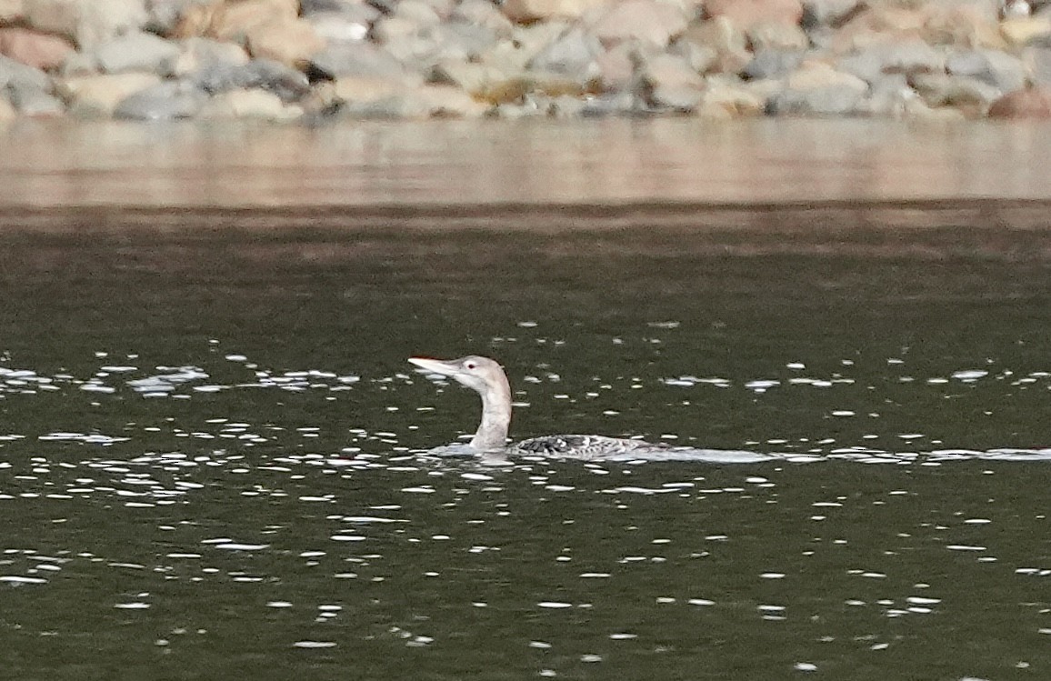 Yellow-billed Loon - Karen Henderson