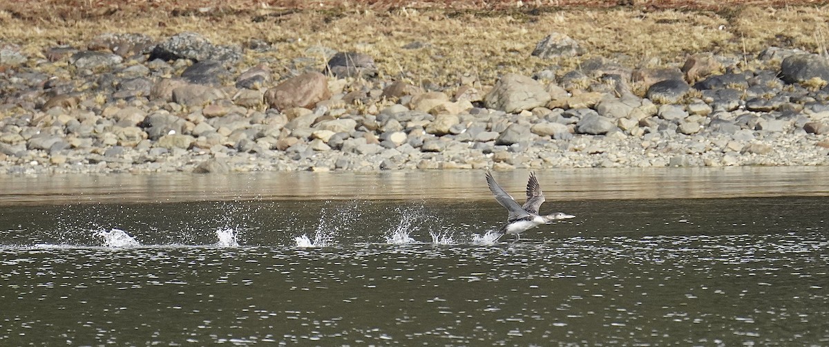 Yellow-billed Loon - ML617192567