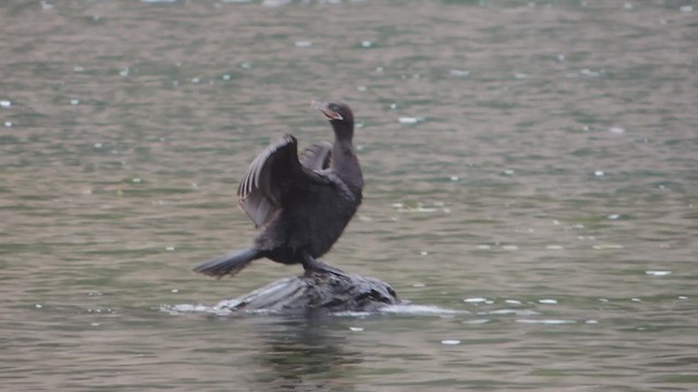 Neotropic Cormorant - ML617192573