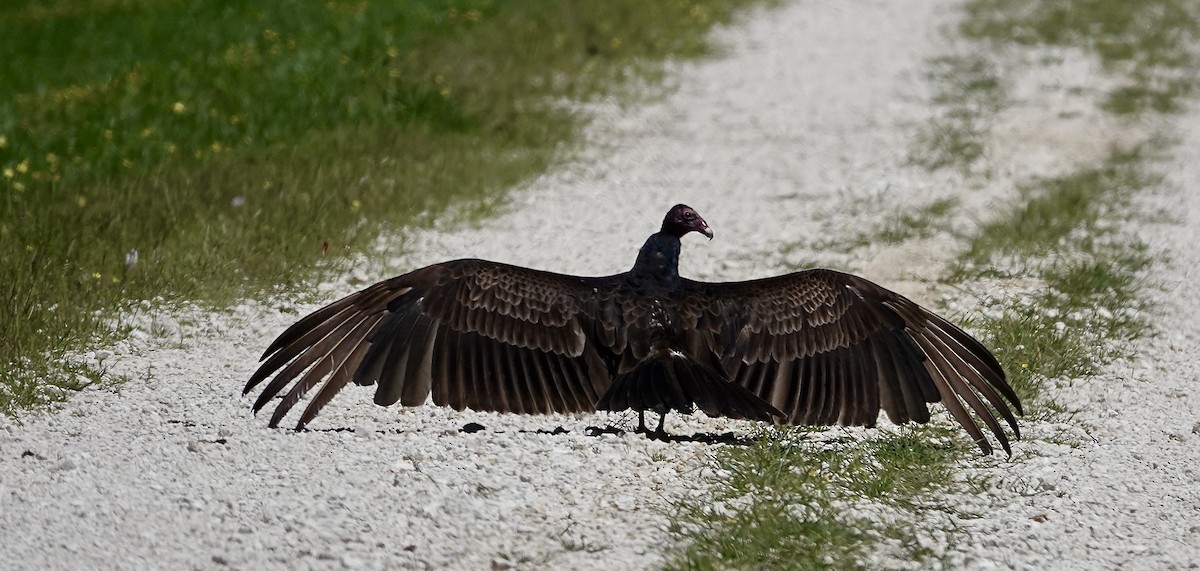 Turkey Vulture - ML617192580