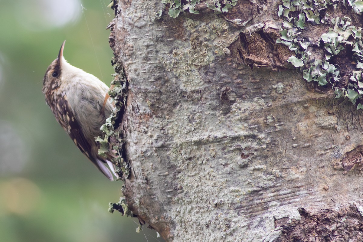 Brown Creeper - ML617192589