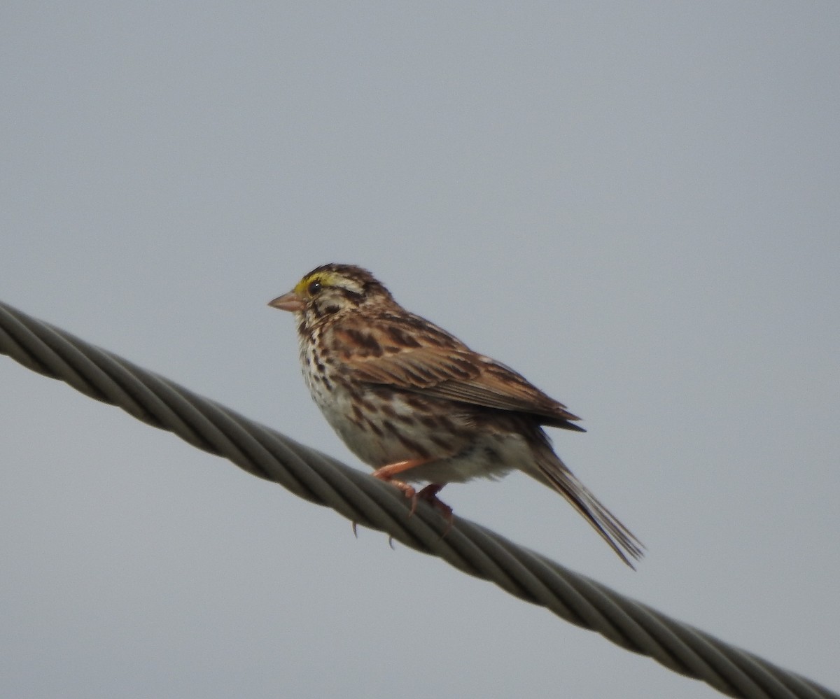 Savannah Sparrow - ML61719261