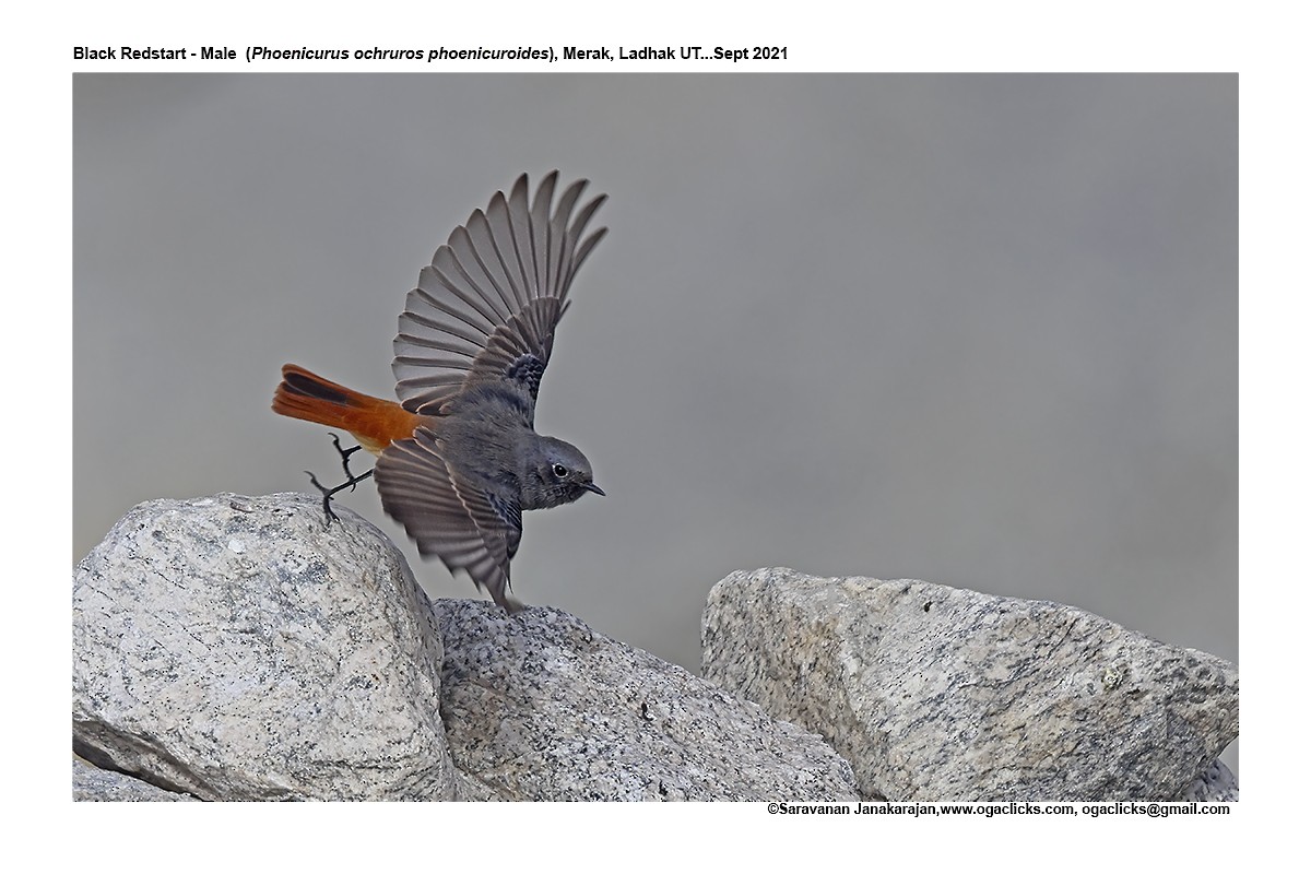 Black Redstart - ML617192640