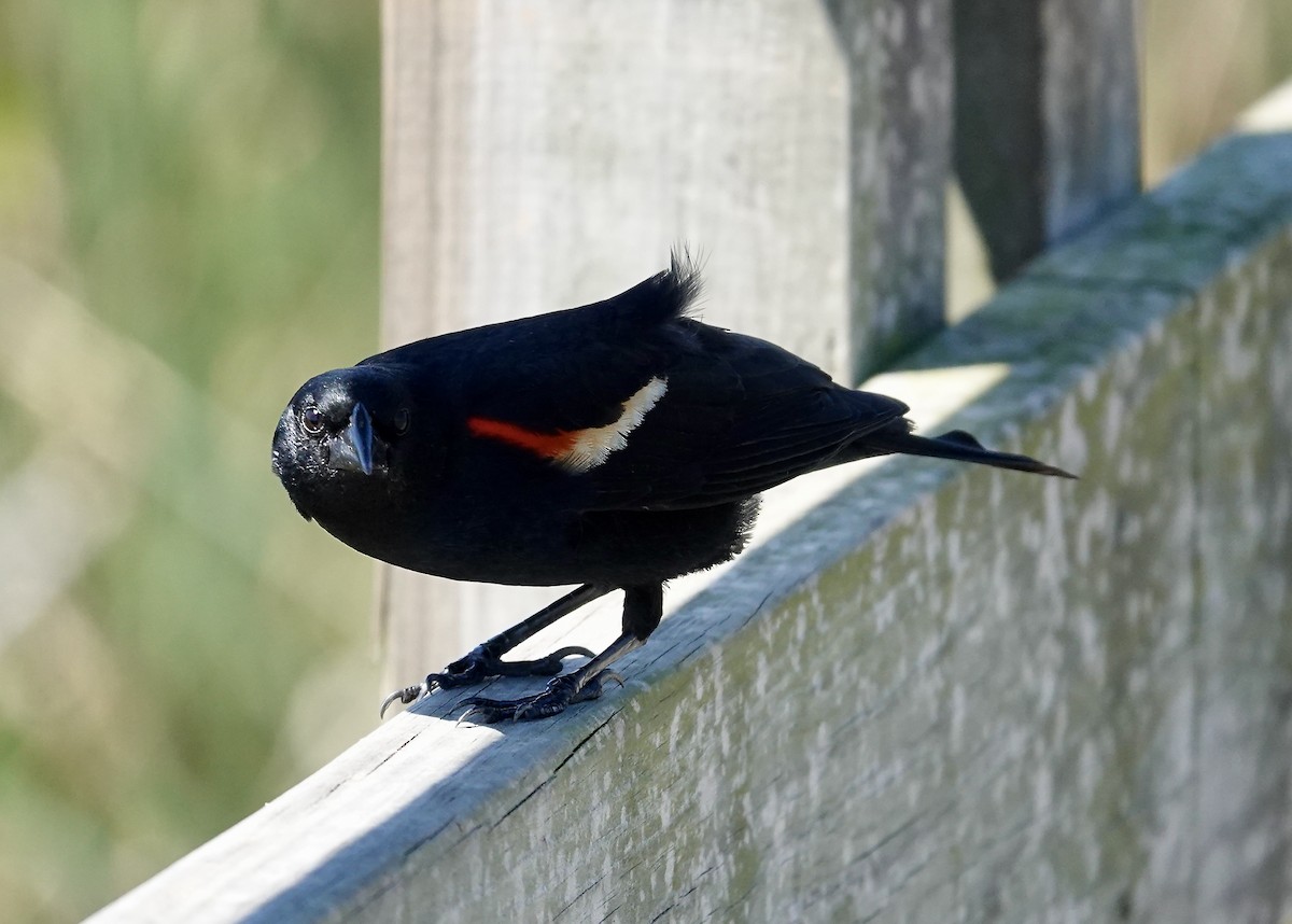 Red-winged Blackbird - Gail Glasgow