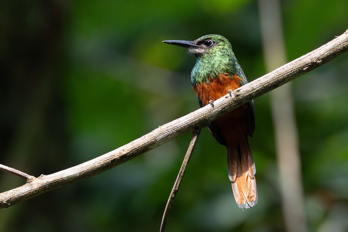 White-chinned Jacamar - Lucas Bobay