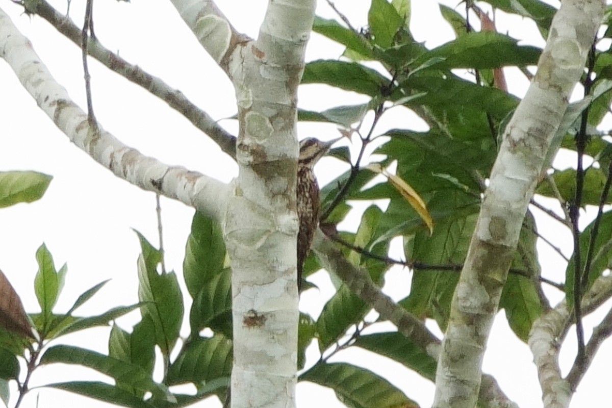 Fire-bellied Woodpecker - ML617192738