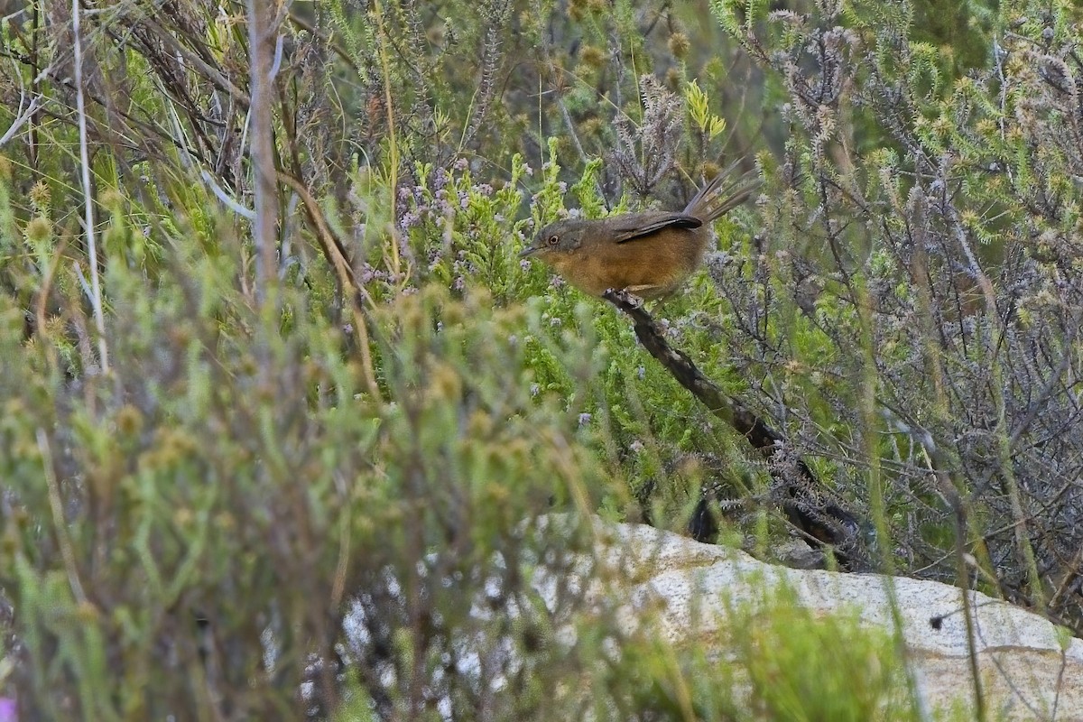 Victorin's Warbler - ML617192747