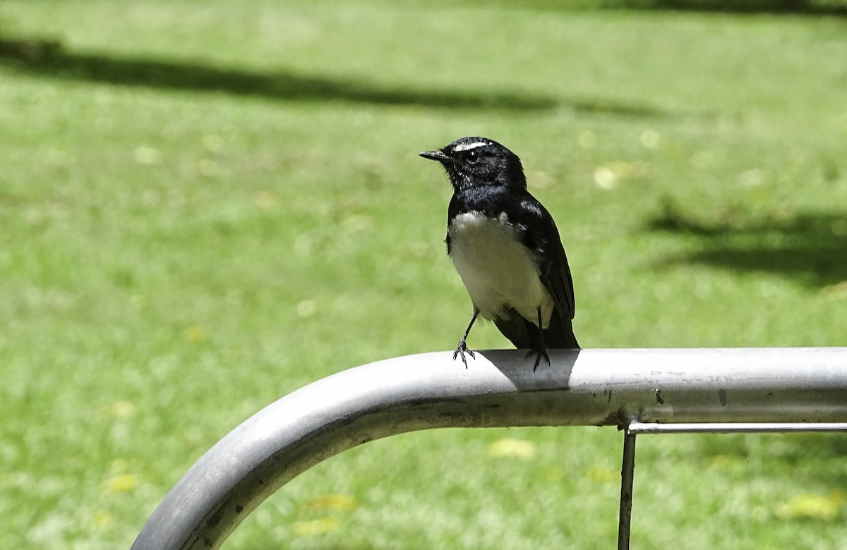 Willie-wagtail - ML617192779