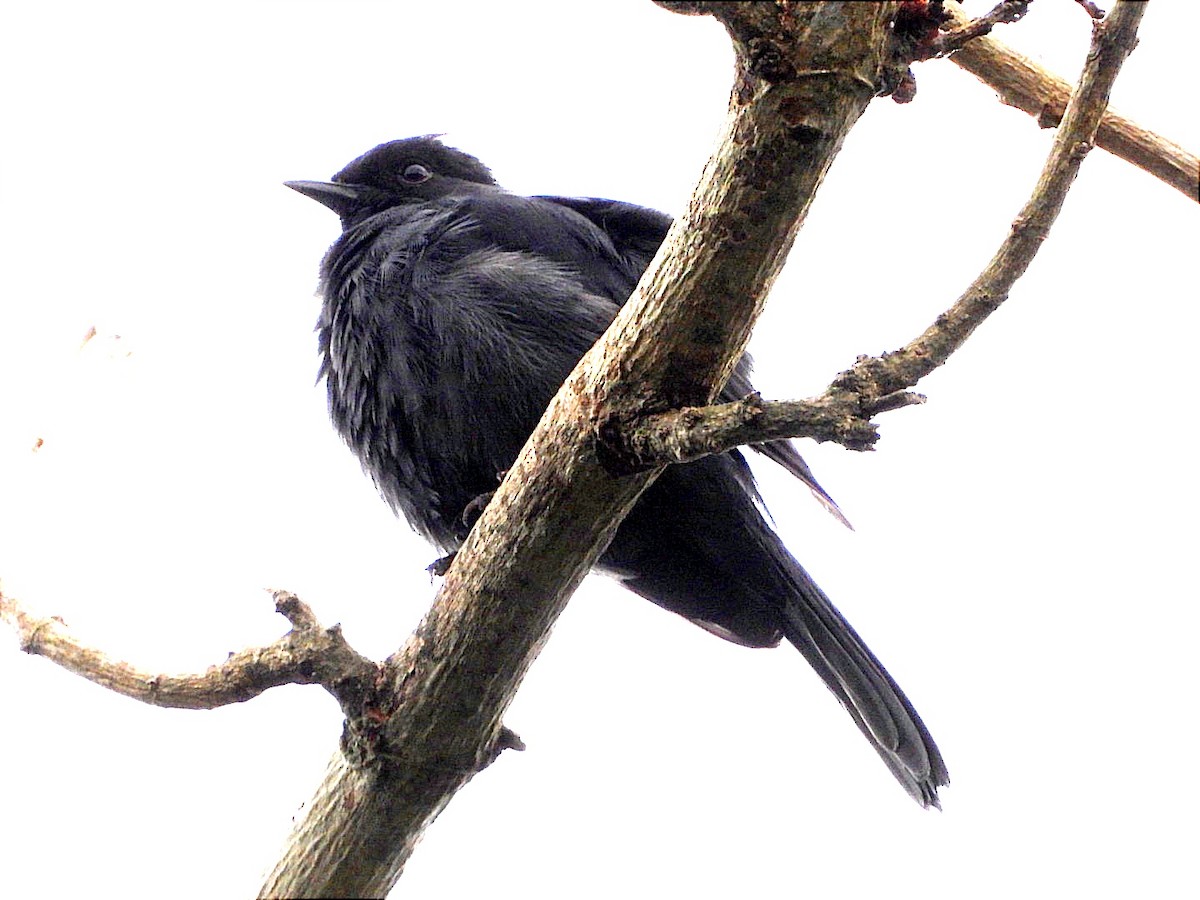 Kuzeyli Drongo Sinekkapanı - ML617192860