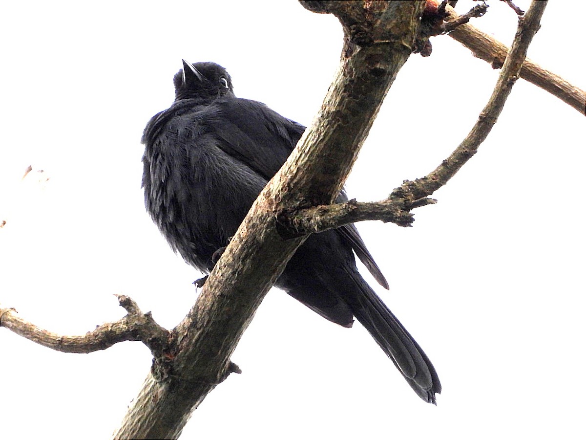 Northern Black-Flycatcher - ML617192861