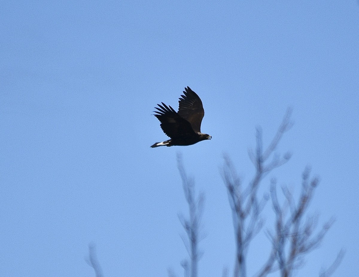 Golden Eagle - Ben Baldwin