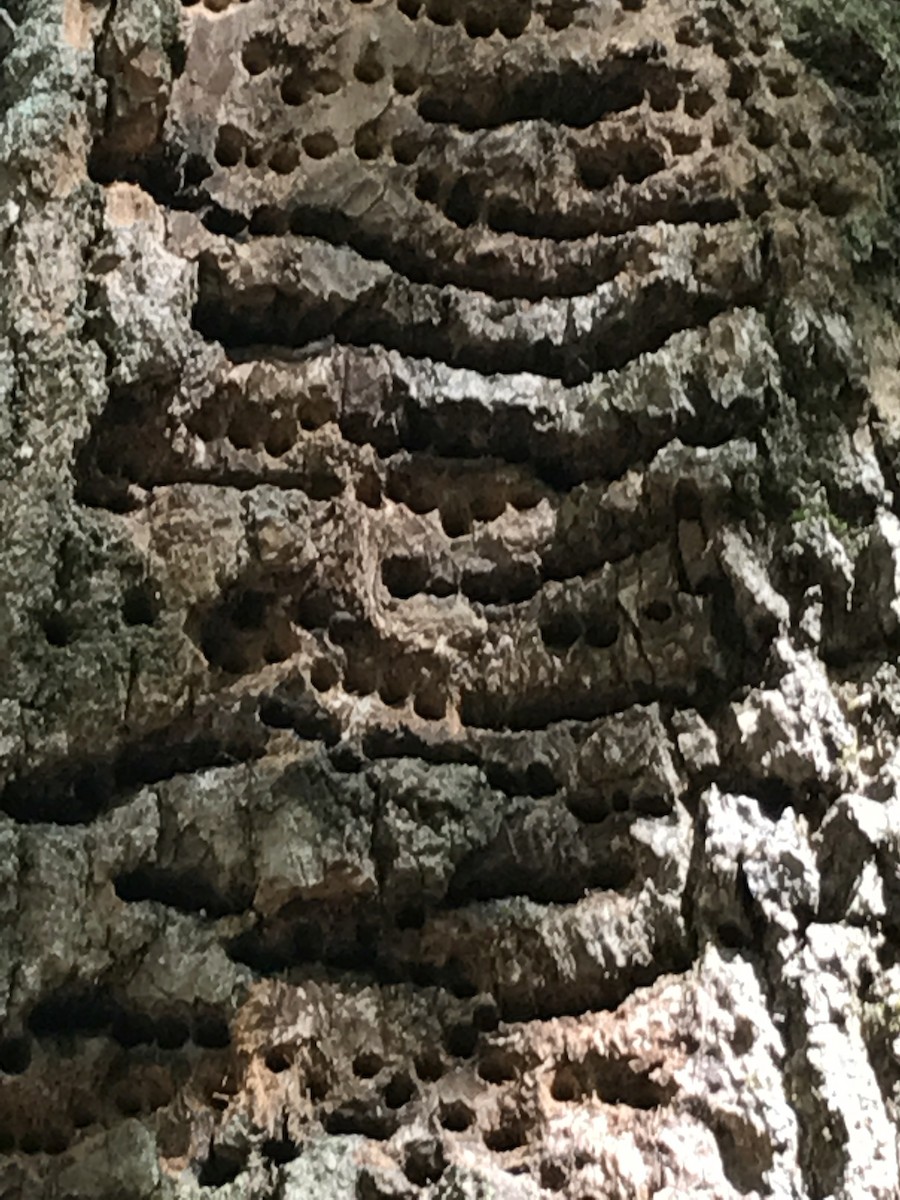 Yellow-bellied Sapsucker - ML61719291