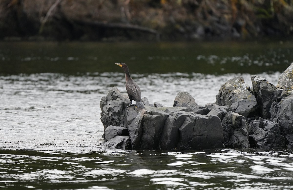 Double-crested Cormorant - ML617192950