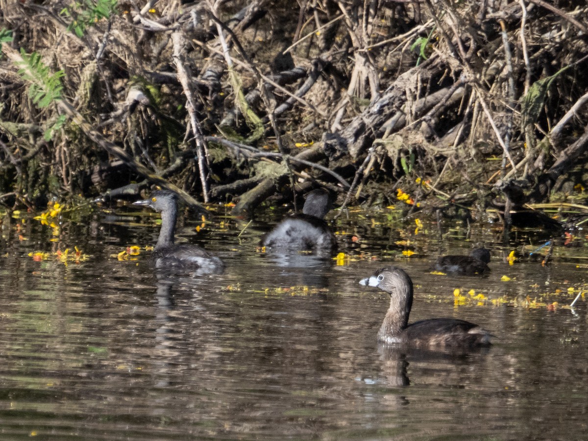 Pied-billed Grebe - ML617193057