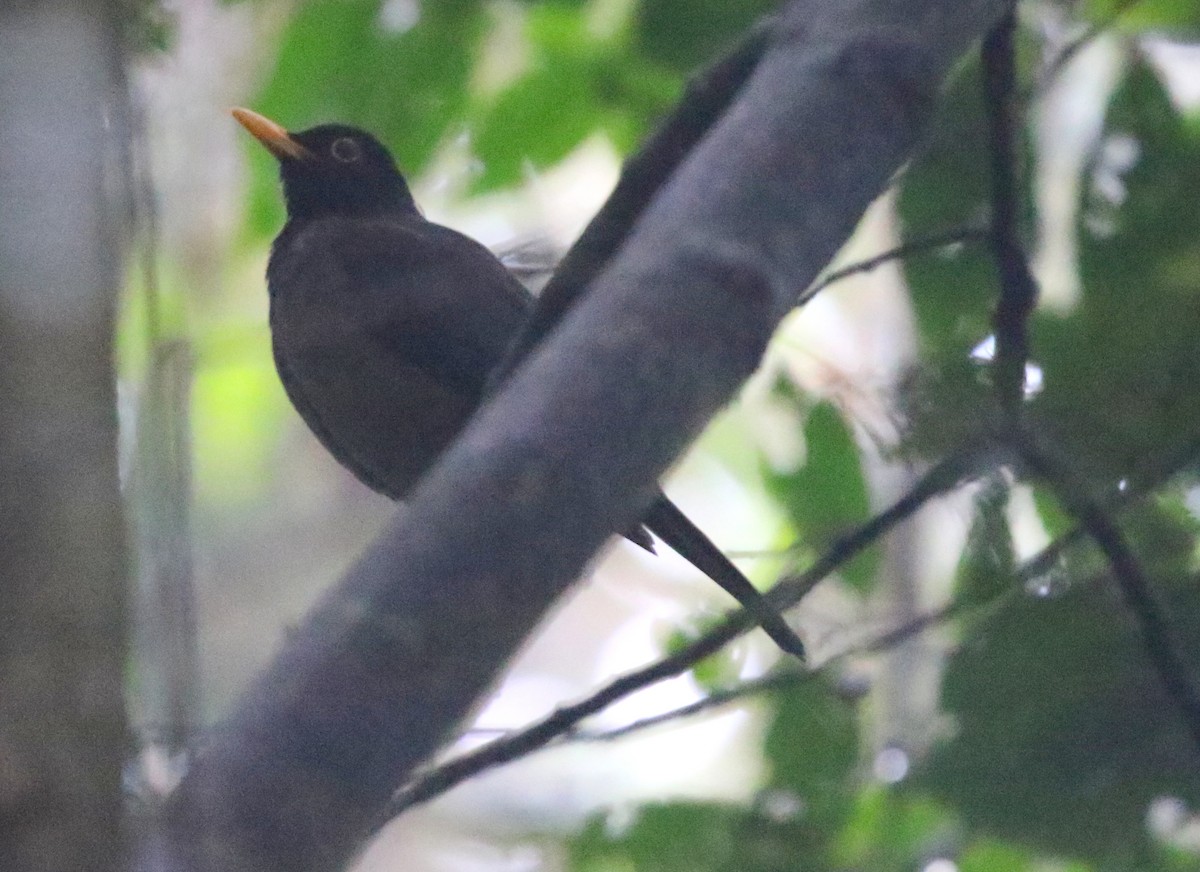 Black-hooded Thrush - ML617193066