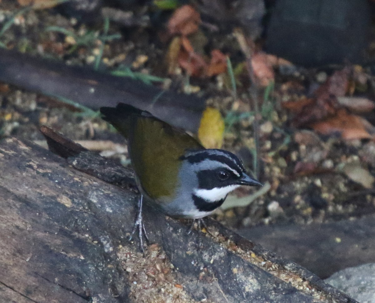 Sierra Nevada Brushfinch - ML617193092