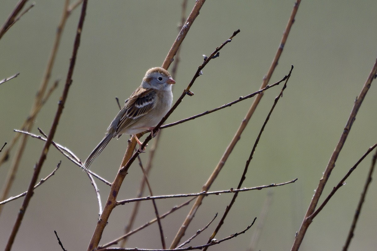 Field Sparrow - ML617193111