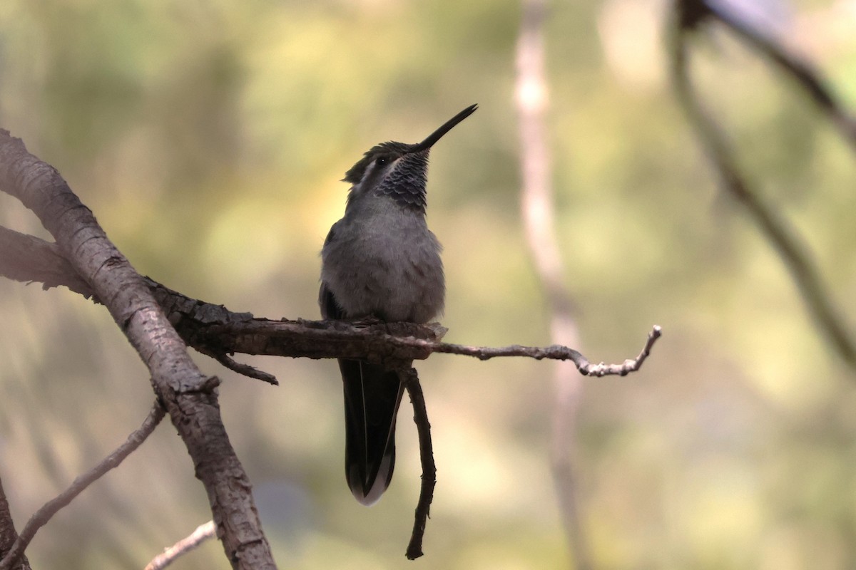 Colibrí Gorjiazul - ML617193175