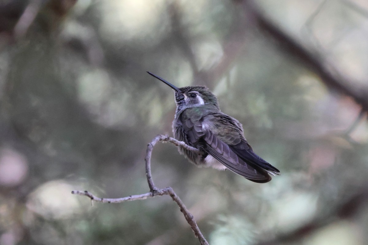 Colibrí Gorjiazul - ML617193176