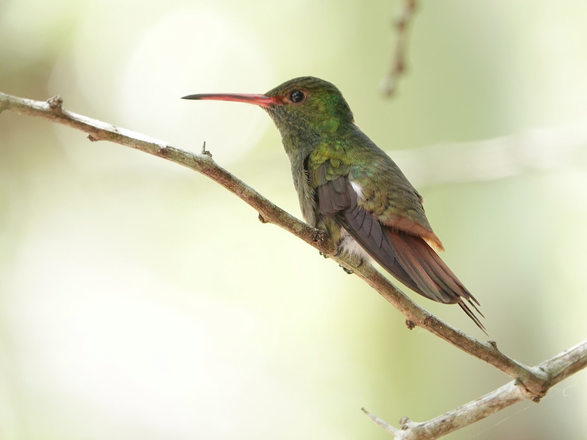Rufous-tailed Hummingbird - ML617193178