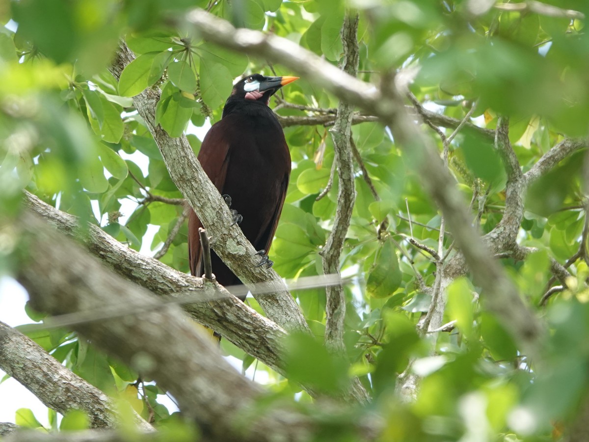 Montezuma Oropendola - ML617193187