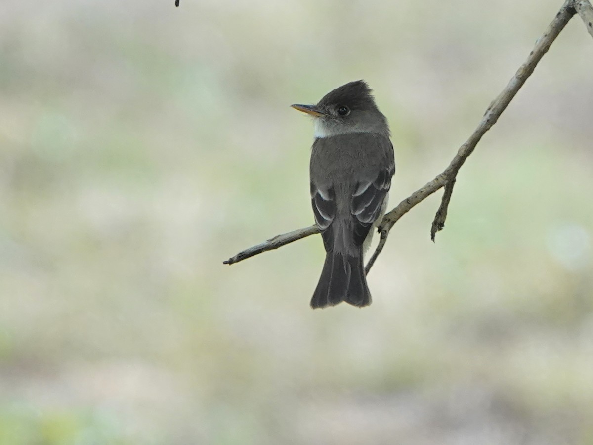 Eastern Wood-Pewee - ML617193202