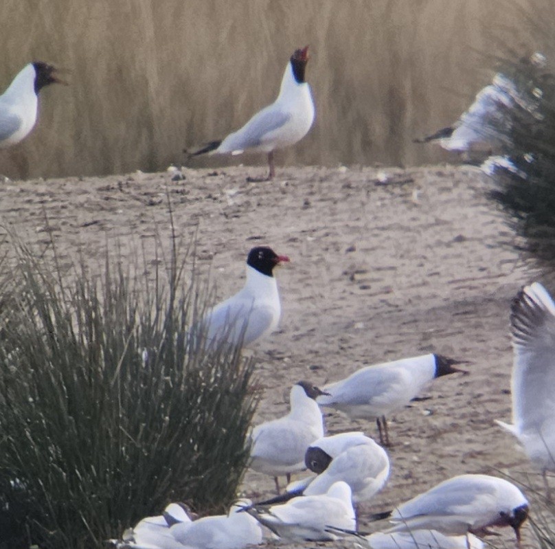 Gaviota Cabecinegra - ML617193218