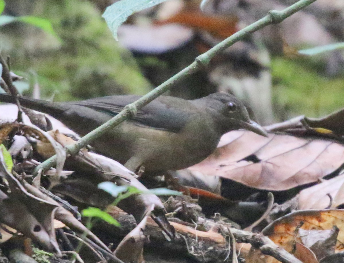 Black-hooded Thrush - ML617193222