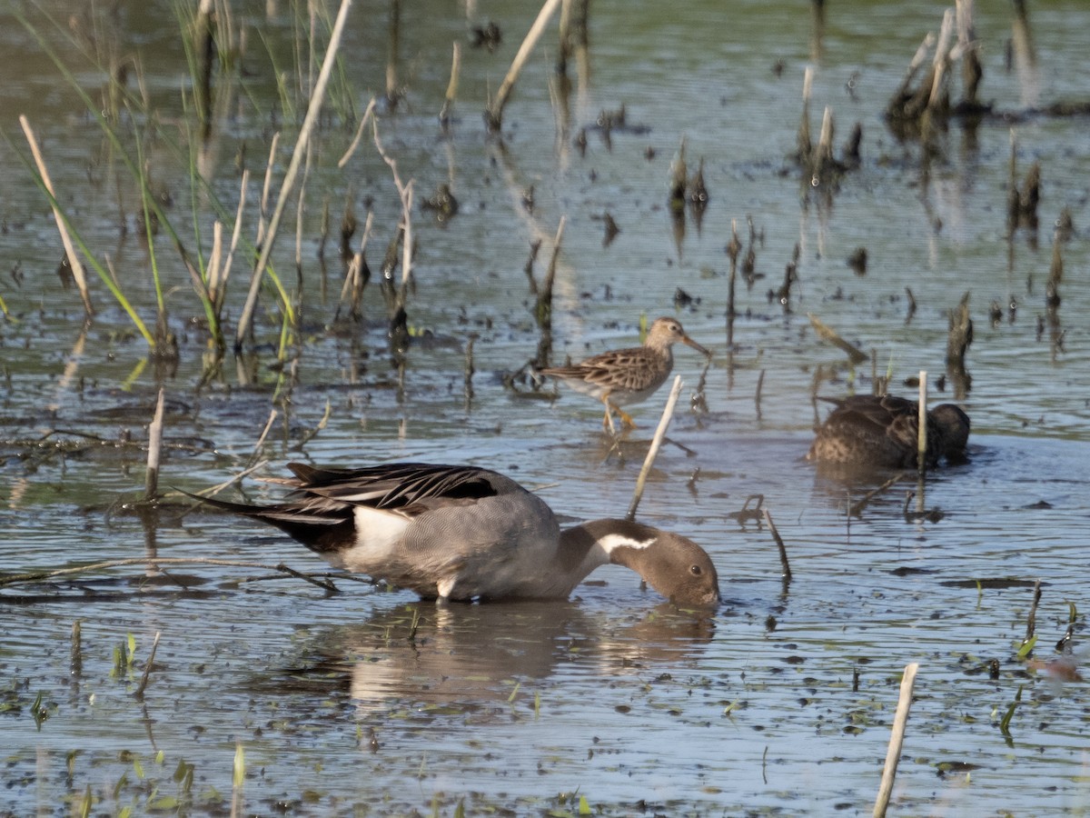 Northern Pintail - Stephen Tarnowski