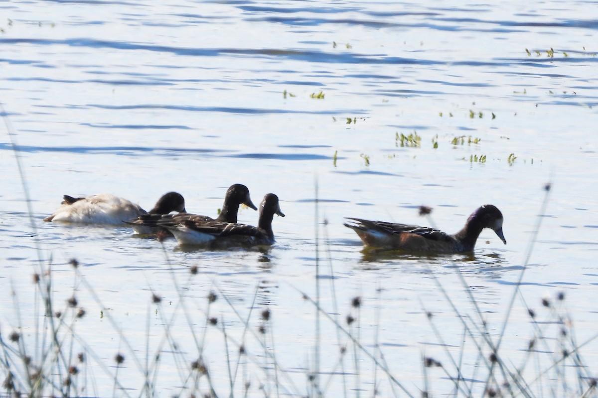 Chiloe Wigeon - ML617193230