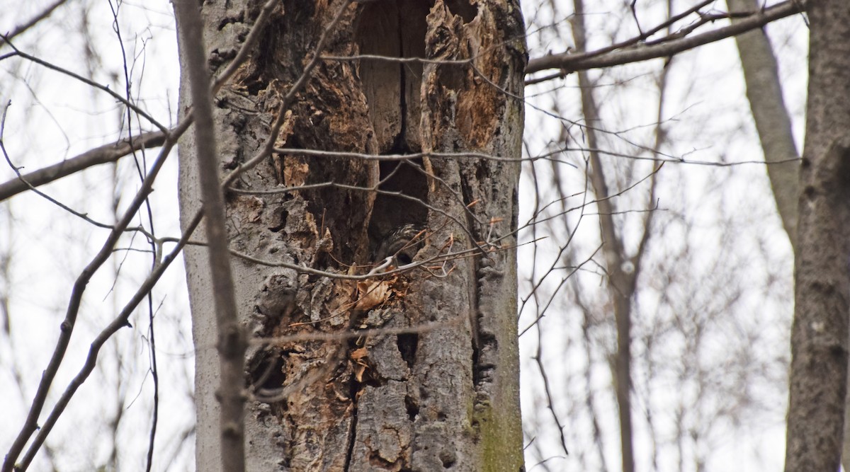 Barred Owl - Robert Allie