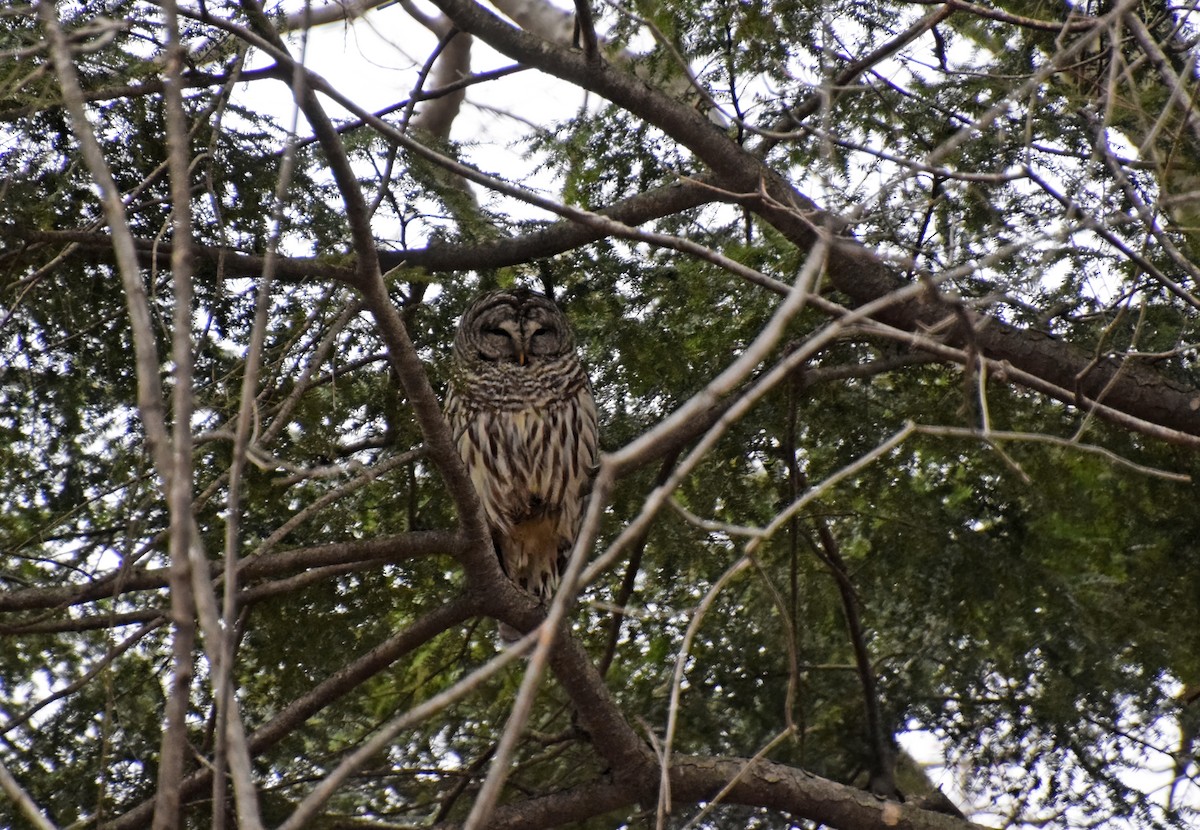 Barred Owl - Robert Allie