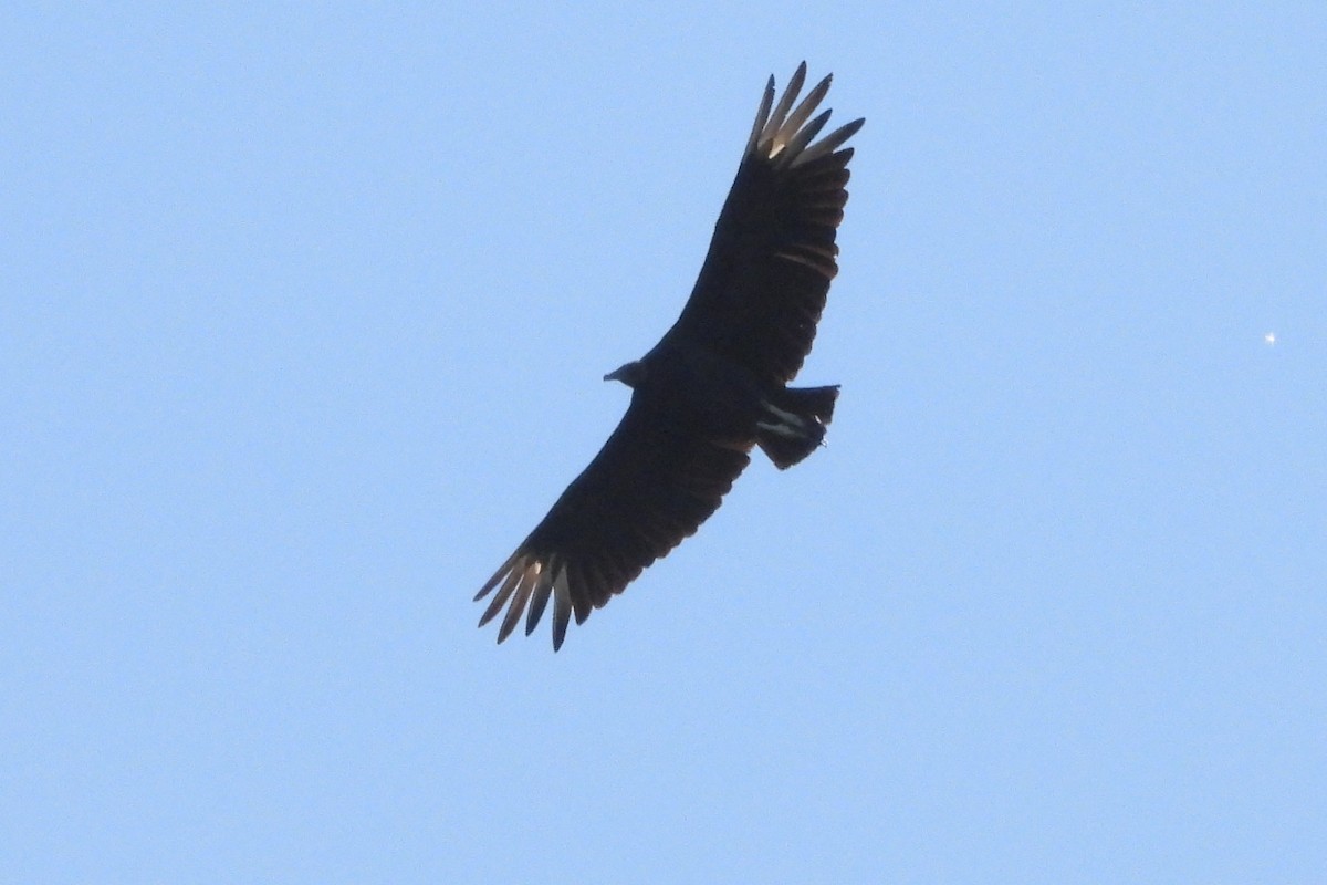 Black Vulture - Glenda Tromp