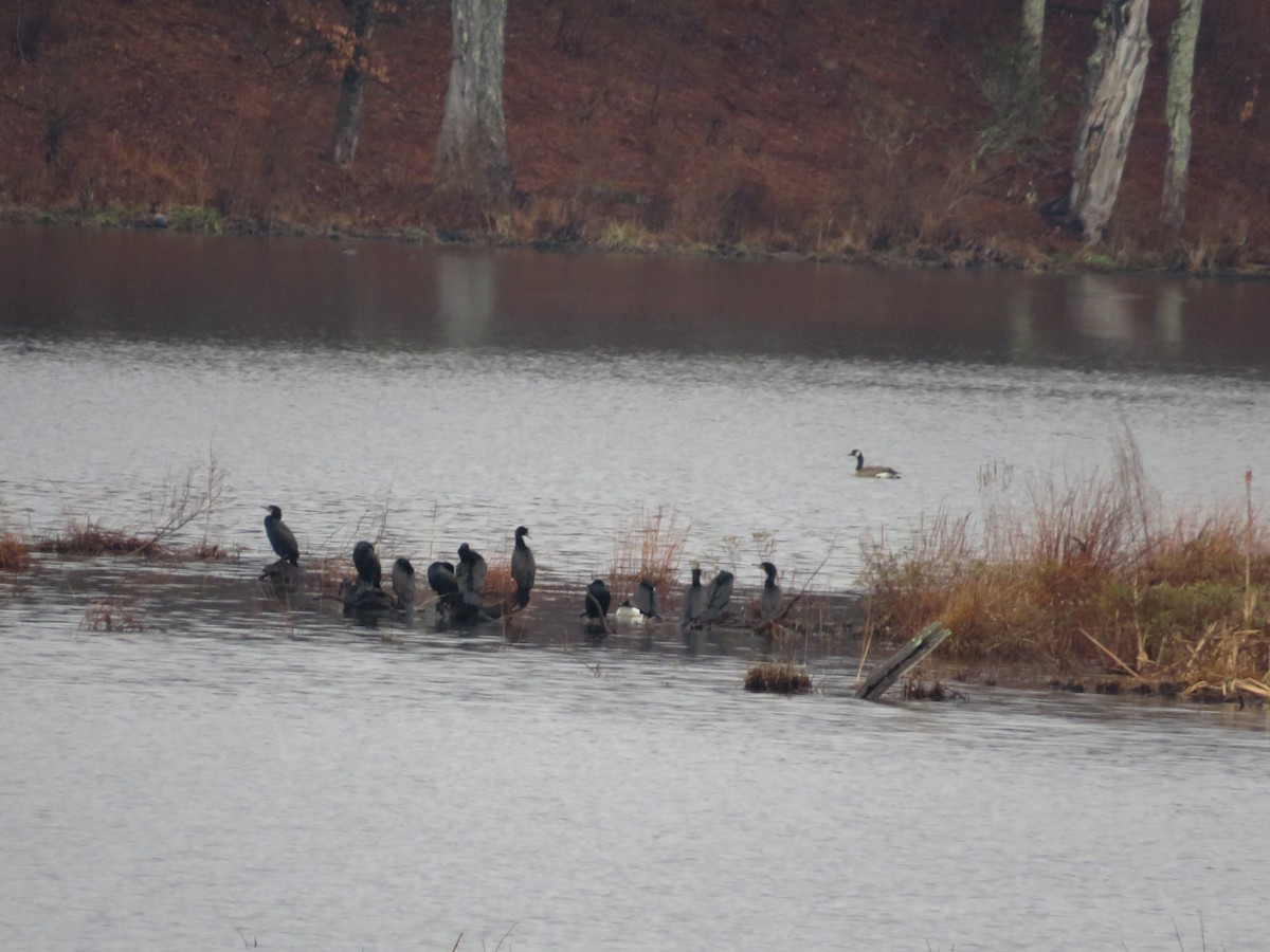 Double-crested Cormorant - ML617193270