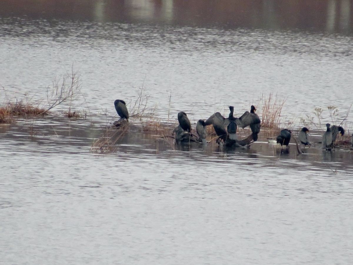 Double-crested Cormorant - scott baldinger