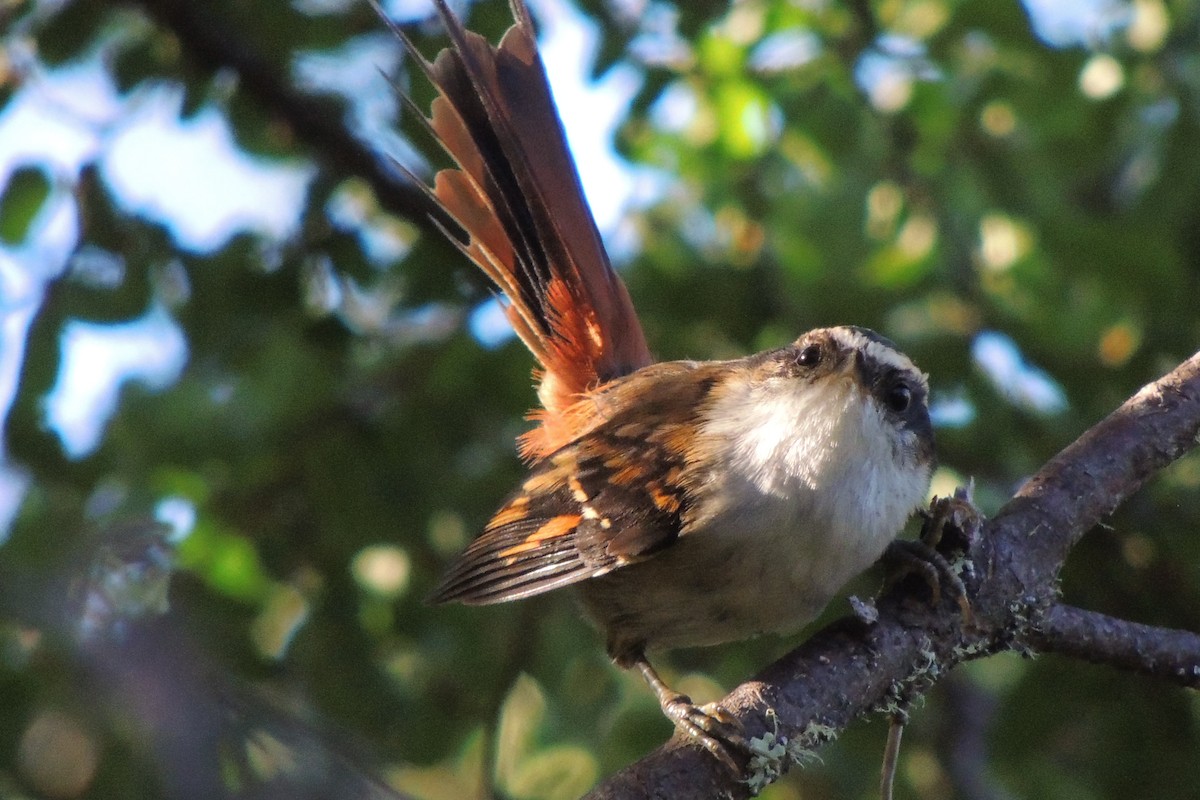 Thorn-tailed Rayadito - Martin Lopez