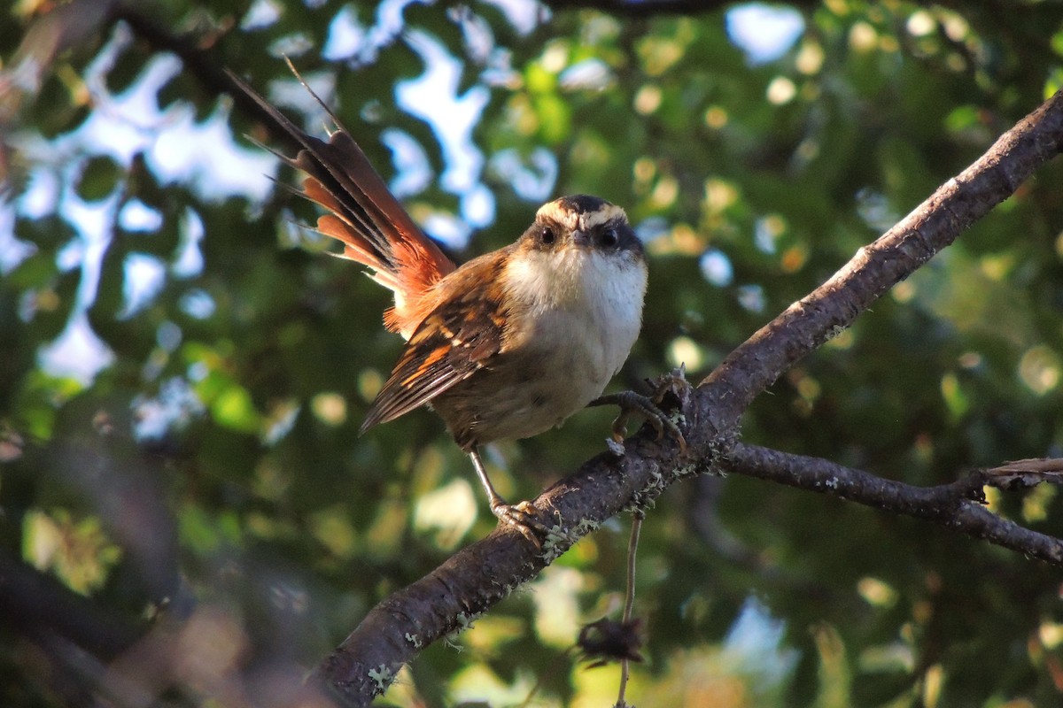 Thorn-tailed Rayadito - Martin Lopez