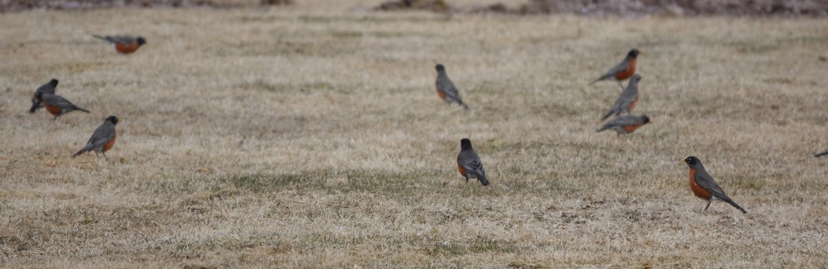 American Robin - ML617193300