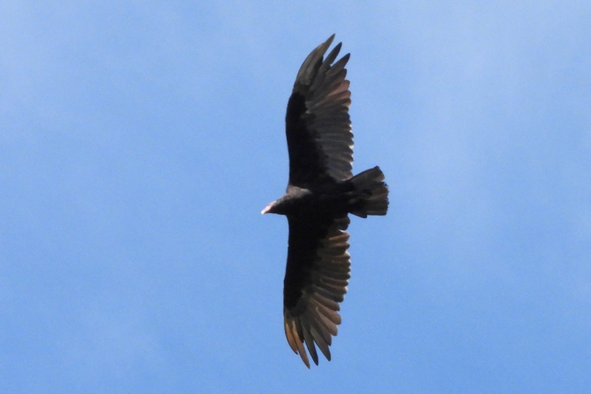 Turkey Vulture (South Temperate) - ML617193301