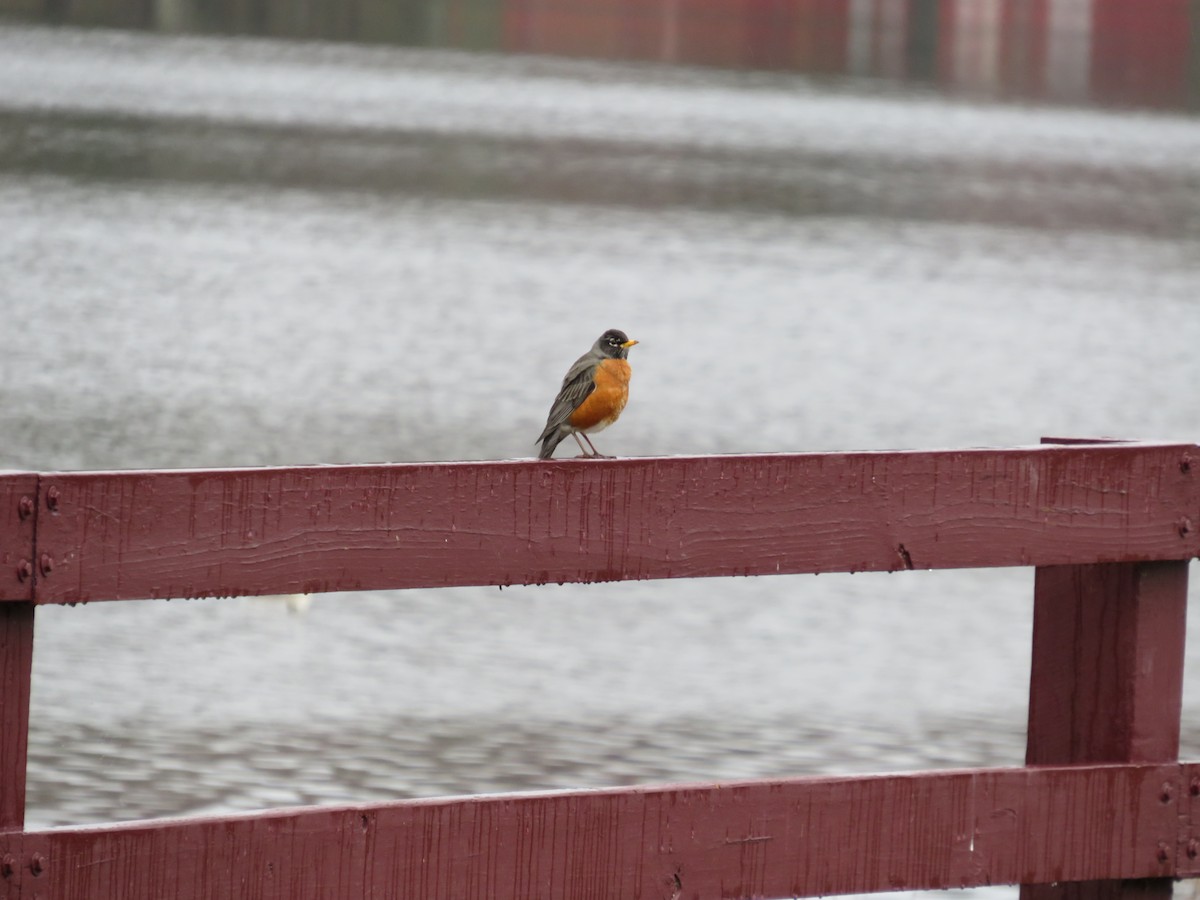 American Robin - scott baldinger