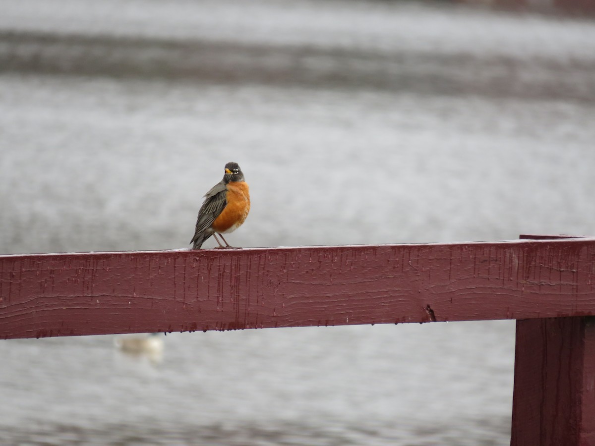 American Robin - scott baldinger