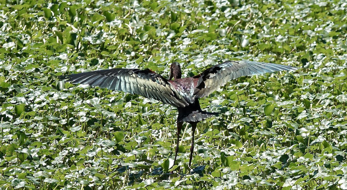 ibis americký - ML617193323