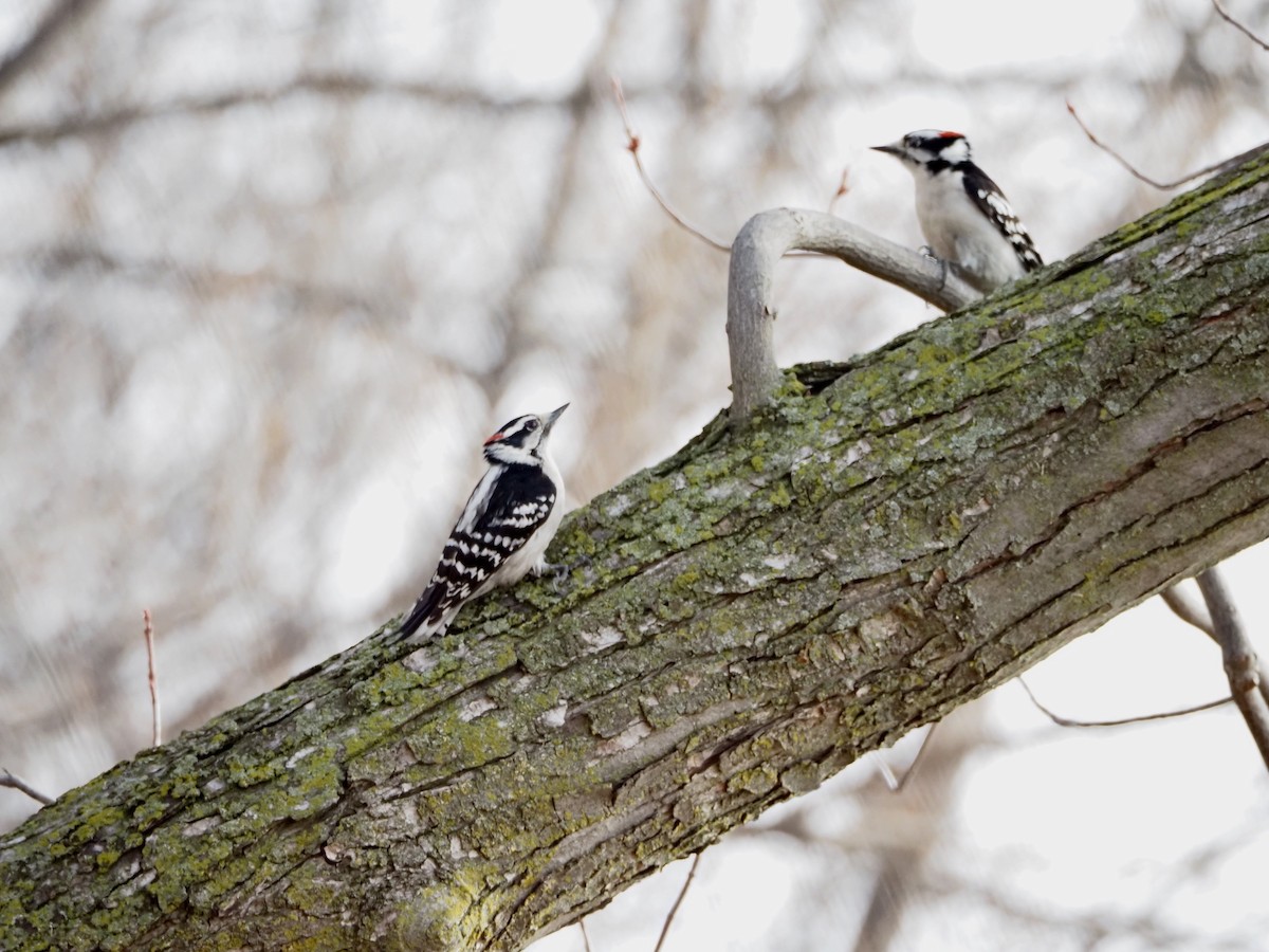 Downy Woodpecker - ML617193404