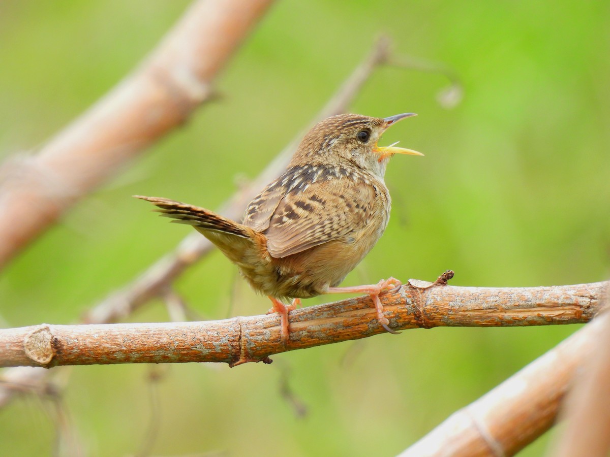 Grass Wren - Daniel Martínez