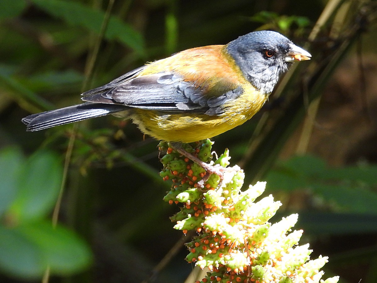 Patagonian Sierra Finch - ML617193448