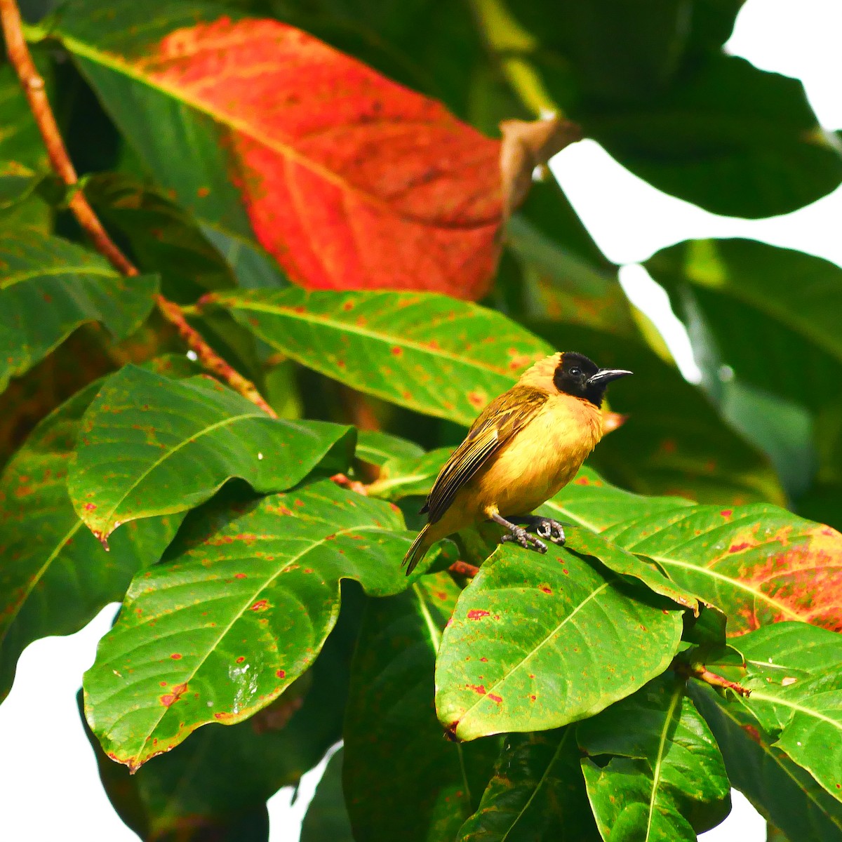 Slender-billed Weaver - ML617193492