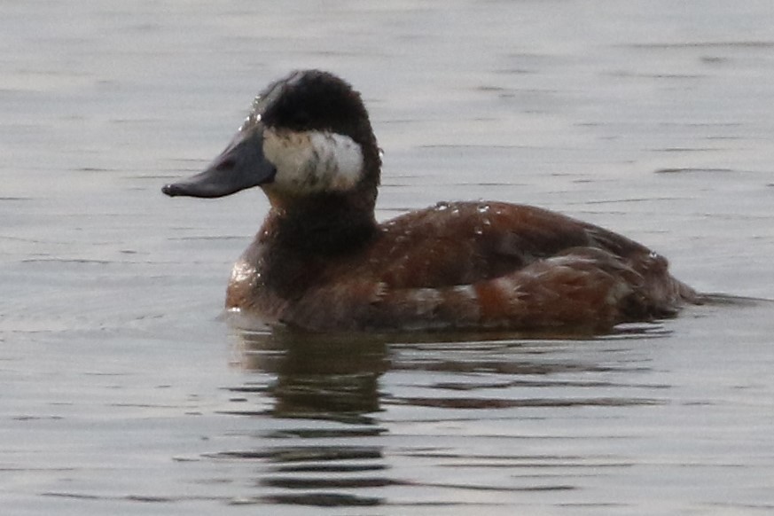 Ruddy Duck - Richard  Hill