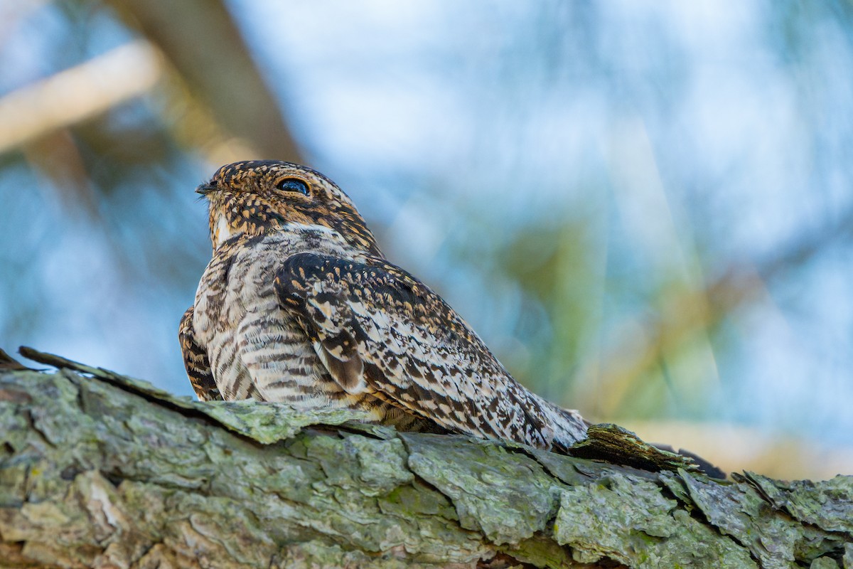 Common Nighthawk - Dori Eldridge