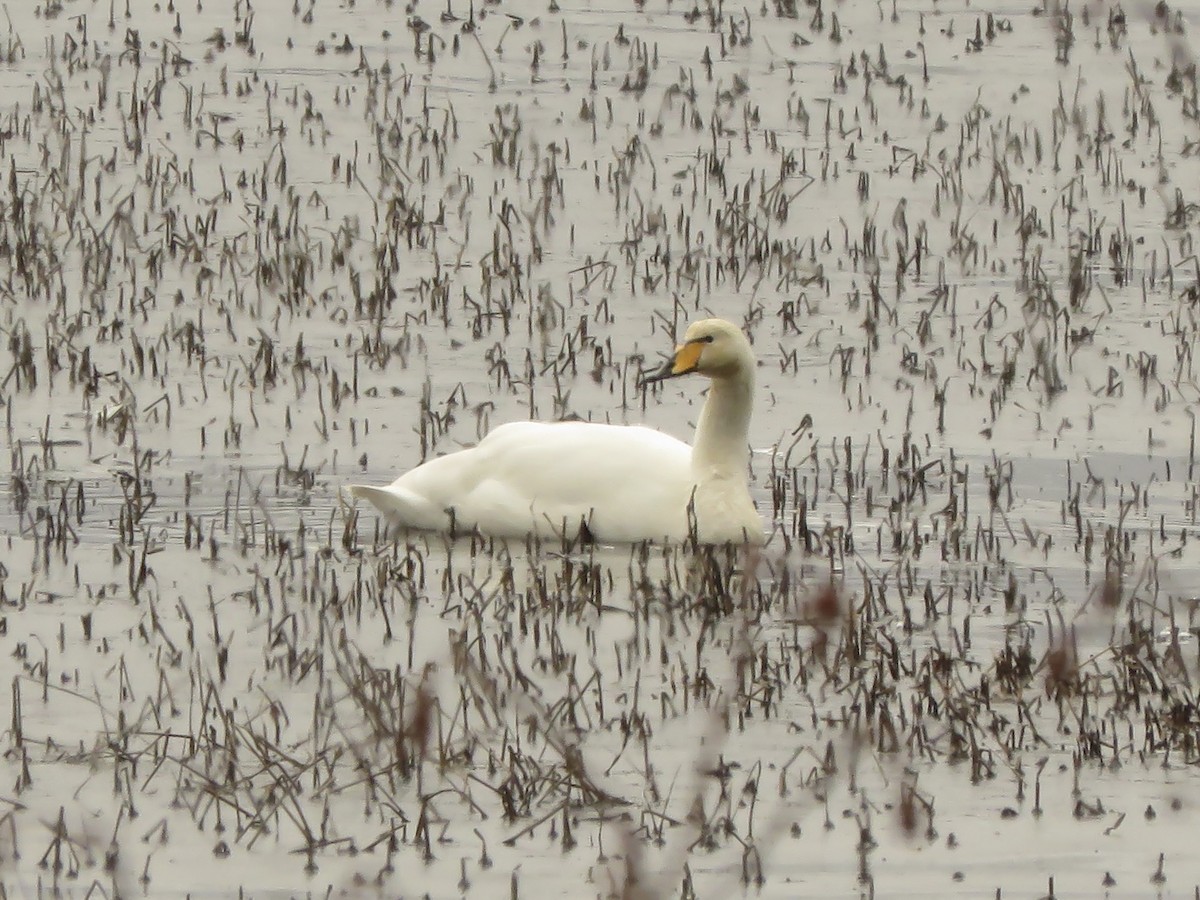 Whooper Swan - ML617193564